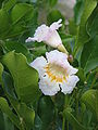 Tabebuia roseoalba (leaves)