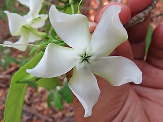 <i>Tabernaemontana amygdalifolia</i> Species of plant