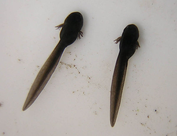 Ten-day-old tadpoles. The external gills will eventually be hidden by a layer of skin.