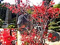 太山寺 ボケの花（愛媛県松山市）(220328)