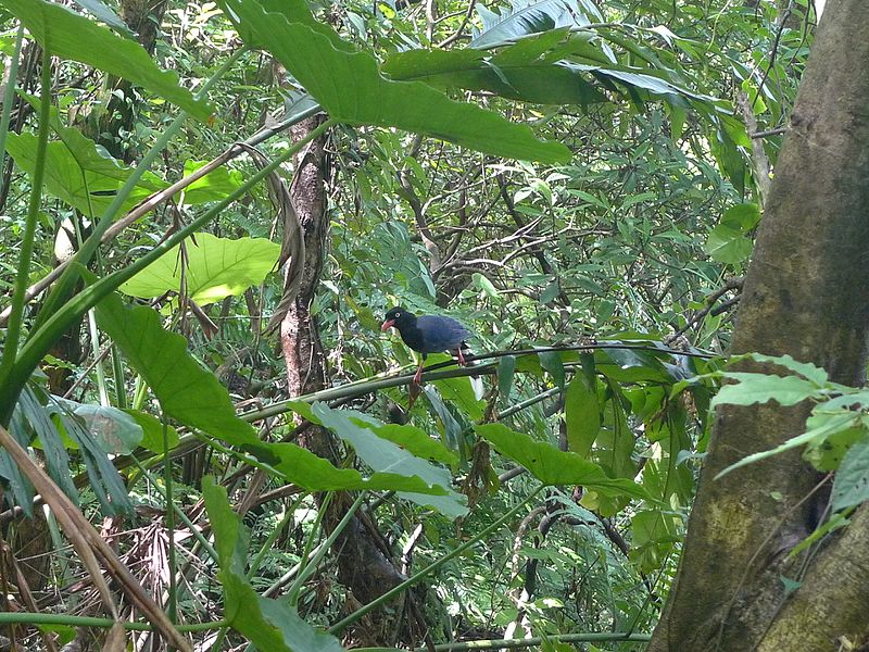 File:Taiwan blue magpie 1.jpg