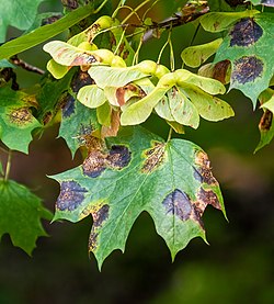 Tar spot fungus (76170).jpg