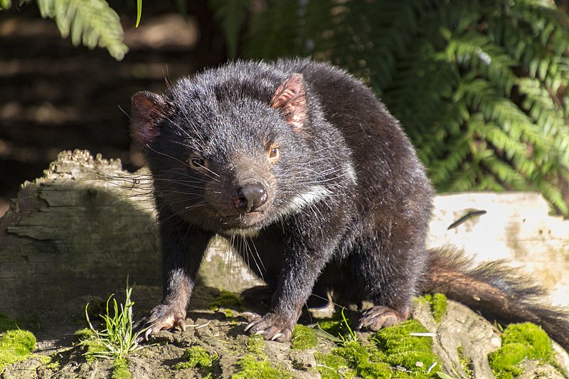 File:Tasmanian Devil (35583182132).jpg