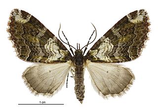 <i>Tatosoma apicipallida</i> Species of moth endemic to New Zealand