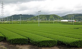 知覧茶の茶畑