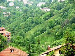 Teeviljelmiä Rizen maakunnan vuorenrinteillä.