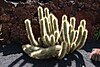 Teguise Guatiza - Jardin - Echinopsis thelegonoides 01 ies.jpg