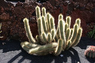 <i>Soehrensia thelegonoides</i> Species of cactus