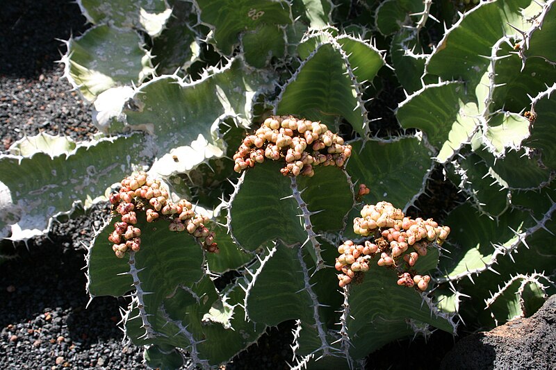 File:Teguise Guatiza - Jardin - Euphorbia grandialata 03 ies.jpg