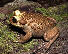 Telmatobufo bullocki - Эдгардо Патрисио Флорес Флорес 001.jpg