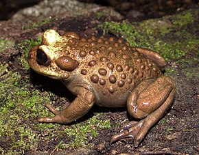 A kép leírása Telmatobufo bullocki - Edgardo Patricio Flores Flores 001.jpg.