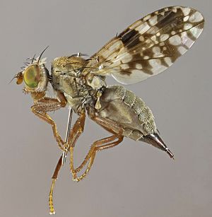 Tephritis leontodontis, Ynys, North Wales, July 2014 (17544757300).jpg