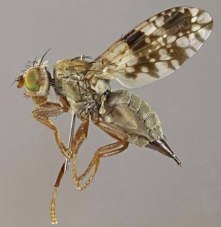 <i>Tephritis leontodontis</i> species of fly