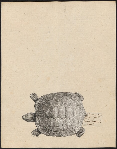 File:Testudo areolata - 1700-1880 - Print - Iconographia Zoologica - Special Collections University of Amsterdam - UBA01 IZ11600043.tif