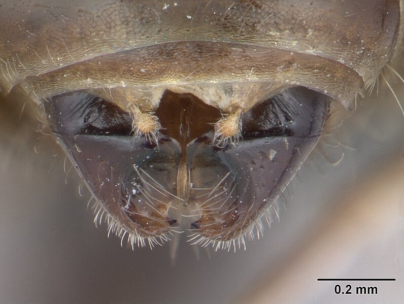 File:Tetramorium caespitum casent0178769 profile 2.jpg