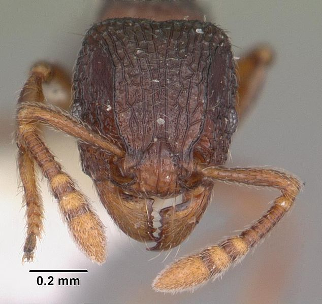 File:Tetramorium quasirum casent0102354 head 1.jpg