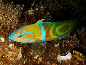 La girelle royale paon (Thalassoma pavo, ici un mâle) est une belle espèce commune en Méditerranée.