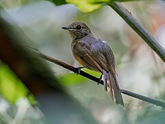 ♀ Thamnomanes ardesiacus