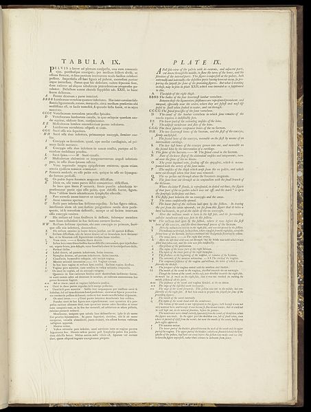 File:The anatomy of the human gravid uterus exhibited in figures Wellcome L0050968.jpg