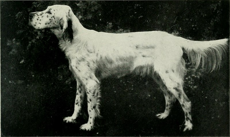 File:The complete book of the dog (1922) (20483425958).jpg