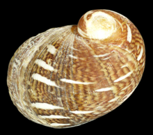 220px-Theodoxus_fluviatilis_shell_7.png