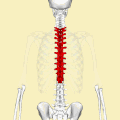 Same as the left, but bones around the thoracic vertebrae are shown as semi-transparent.