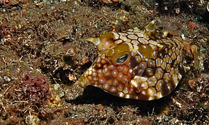 Thornback Cowfish (Lactoria fornasini) (8461183958) .jpg