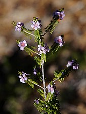 Thryptomene stenophylla.