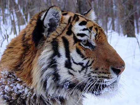 Tập_tin:Tiger_Amur_(6383864001).jpg
