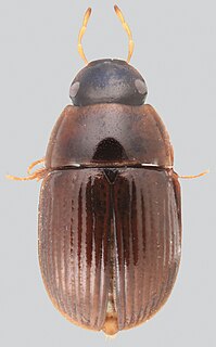 <i>Tobochares</i> Genus of beetles