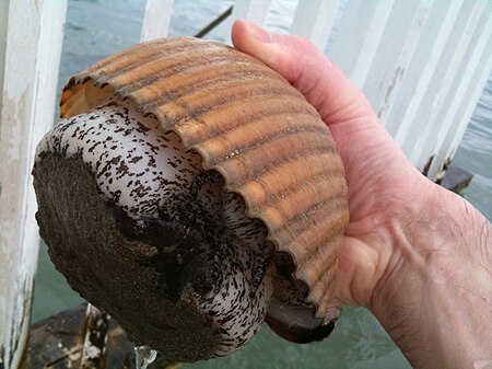 Tonna Galea, held in hand, showing shell and foot, Astir Beach, Vouliagmeni, Attika, Greece.jpg