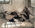 Sofer sešívá svitky tóry, rytina, 1915