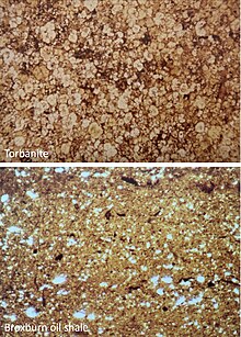 Photomicrographs showing a cannel coal (top) 100% organic matrix and a rich oil shale (bottom) with relatively low mineral content Torbanite 2 oil shale.jpg