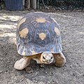 * Nomination Radiated tortoise (Astrochelys radiata) at Mulhouse Zoo (Haut-Rhin, France). --Gzen92 06:34, 27 August 2022 (UTC) * Promotion  Support Good quality. --Poco a poco 08:13, 27 August 2022 (UTC)
