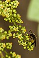 Včela na květech jedovatce kořenujícího
