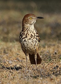 Toxostoma rufum -Garland, Texas, USA-8.jpg