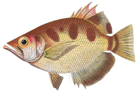 Toxotes microlepis