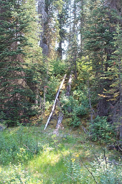 File:Trail to the Awesome Takakkaw Falls IMG 4691.JPG