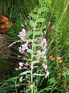 <i>Triaspis</i> (plant) Genus of plants