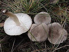 Tricholoma scalpturatum a3 (4).jpg