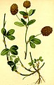 Trifolium aureum (as syn. Trifolium agrarium) plate in: Anton Hartinger: Atlas der Alpenflora, (1882)