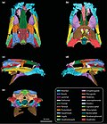 Thumbnail for File:Trilophosuchus skull colour coded.jpg