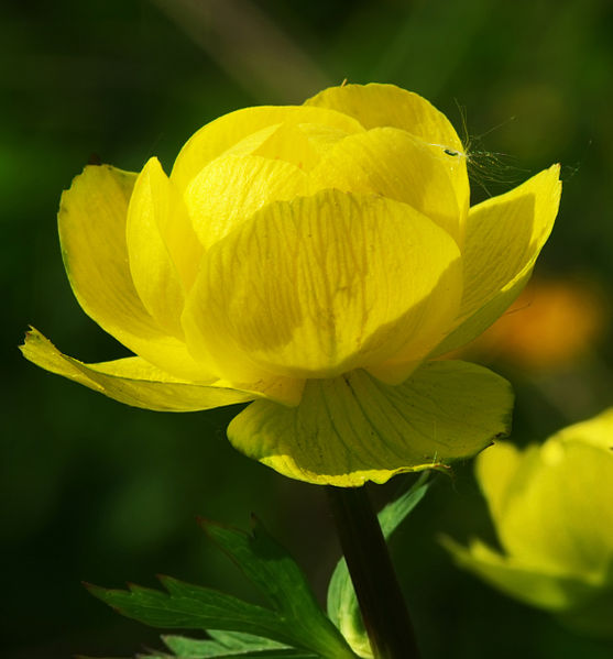 File:Trollius europaeus - flower.jpg