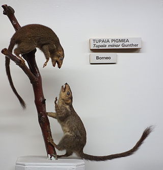 <span class="mw-page-title-main">Pygmy treeshrew</span> Species of mammal