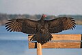 Turkey Vultureat Mayaka State Park, FL.jpg