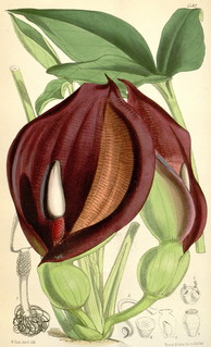<i>Typhonium brownii</i> Species of flowering plant