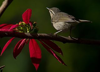 <span class="mw-page-title-main">Tytler's leaf warbler</span> Species of bird