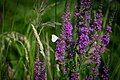 Un Piéride de la rave (Pieris rapae) sur un Lythrum (Lythrum salicaria)