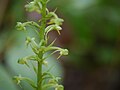 Habenaria furcifera