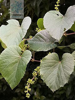 <i>Vitis pseudoreticulata</i> Species of grapevine